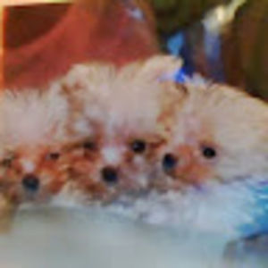 Meet your Posher, Mariah